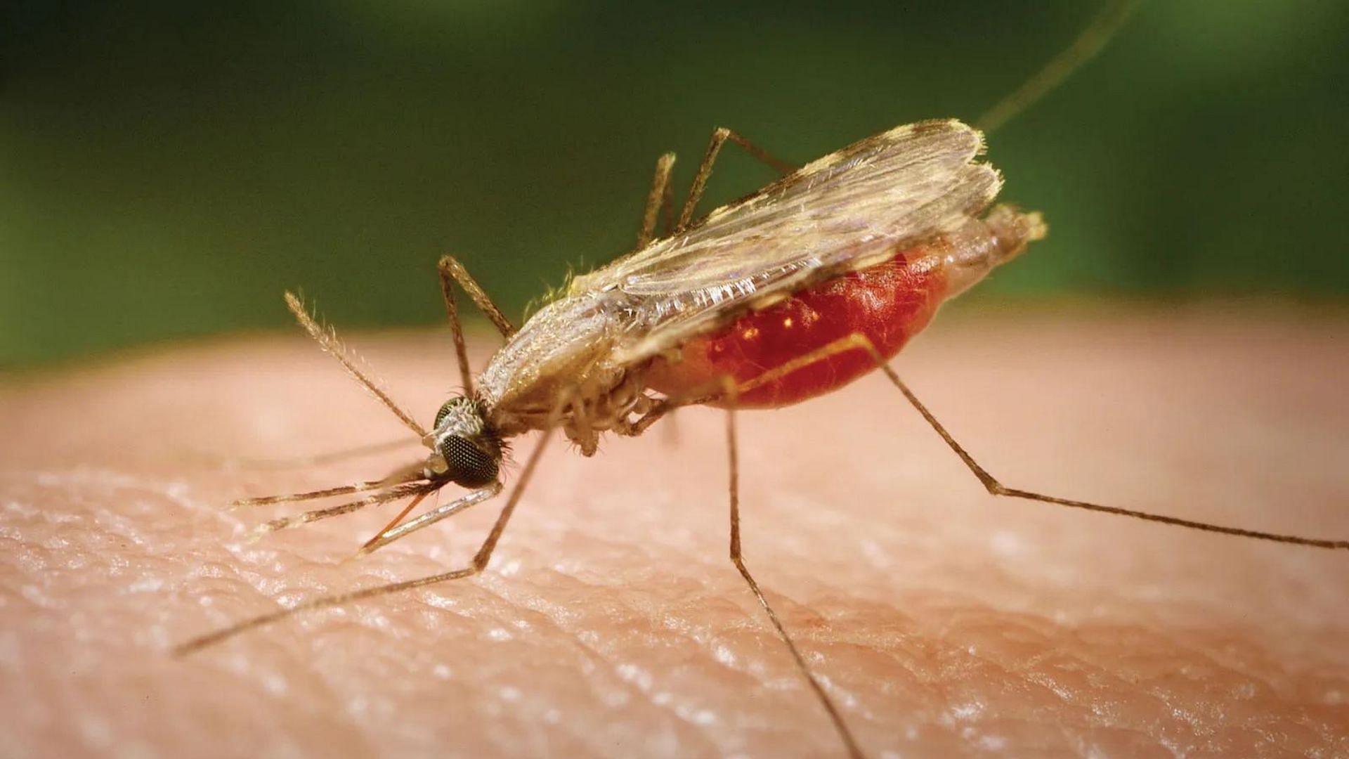  मलेरिया (Malaria)
