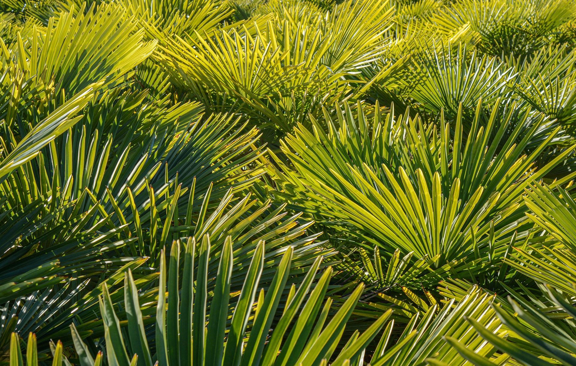It is a plant native to Central and South America. (Image via Pexels/ Veres Szilard)