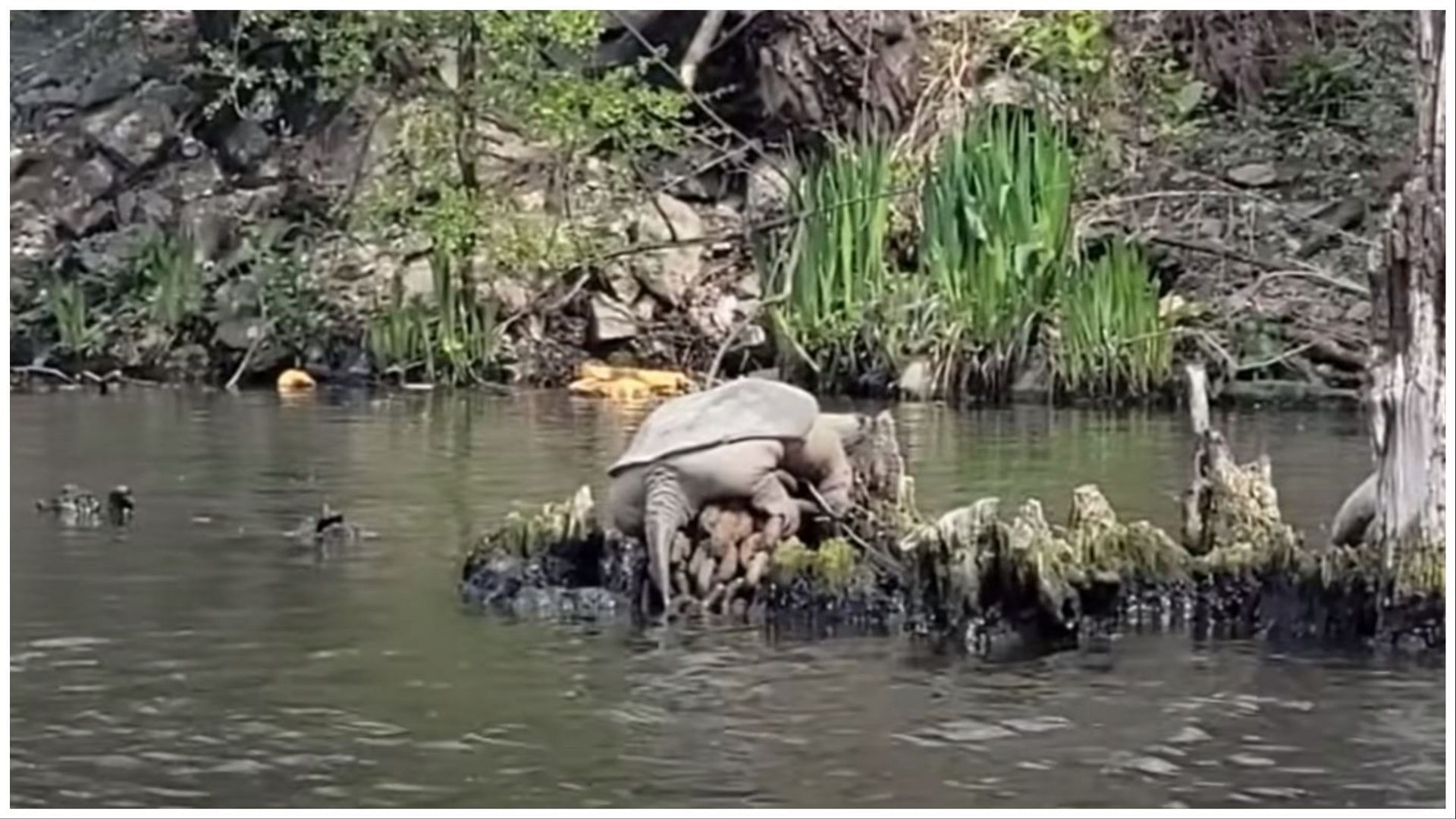 Chunkosaurus laying on some rusty chains ( Image via Youtube/Crime Pays But Botany Doesn&#039;t )