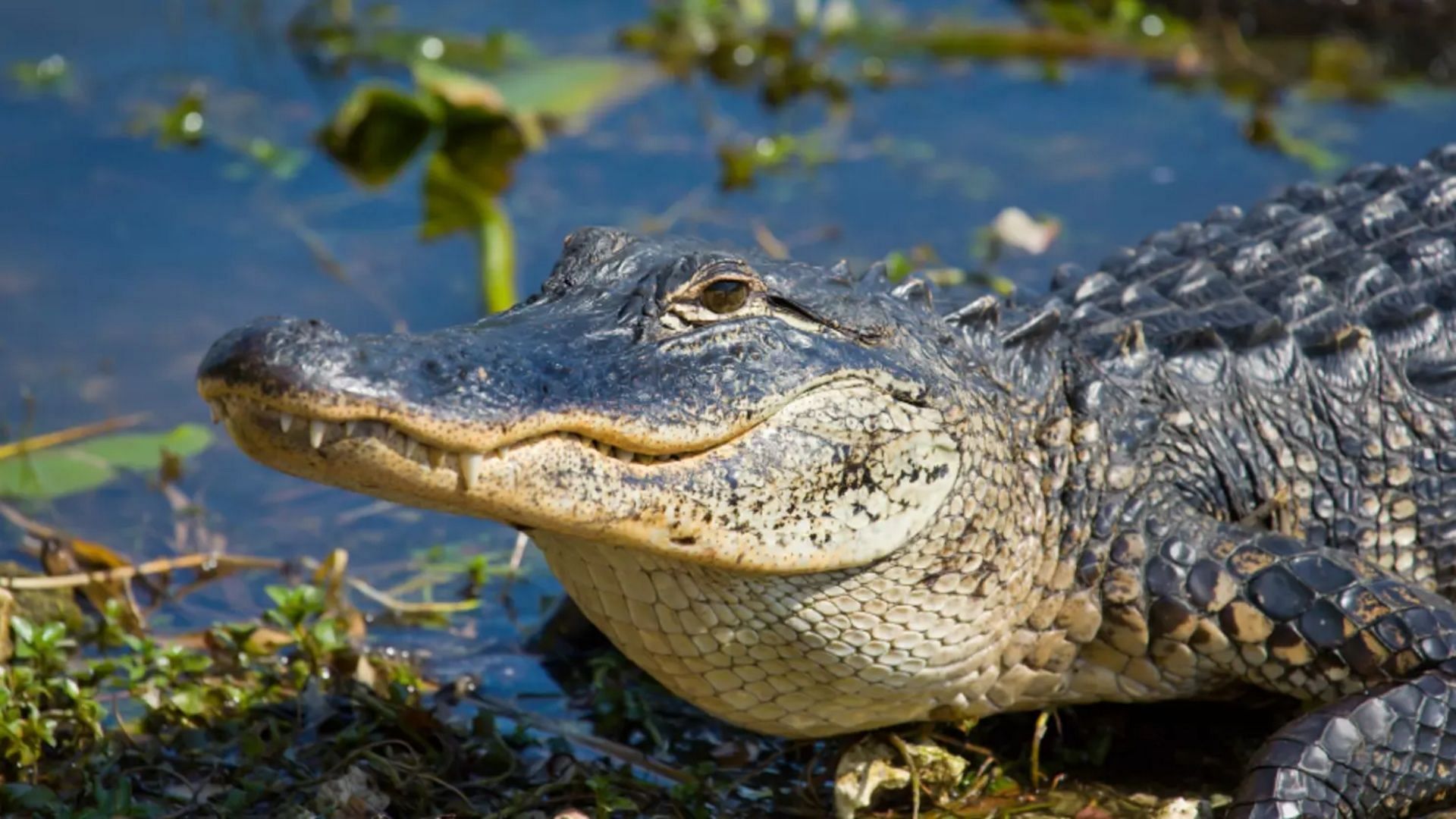 Alligator. (Photo via Getty Images)