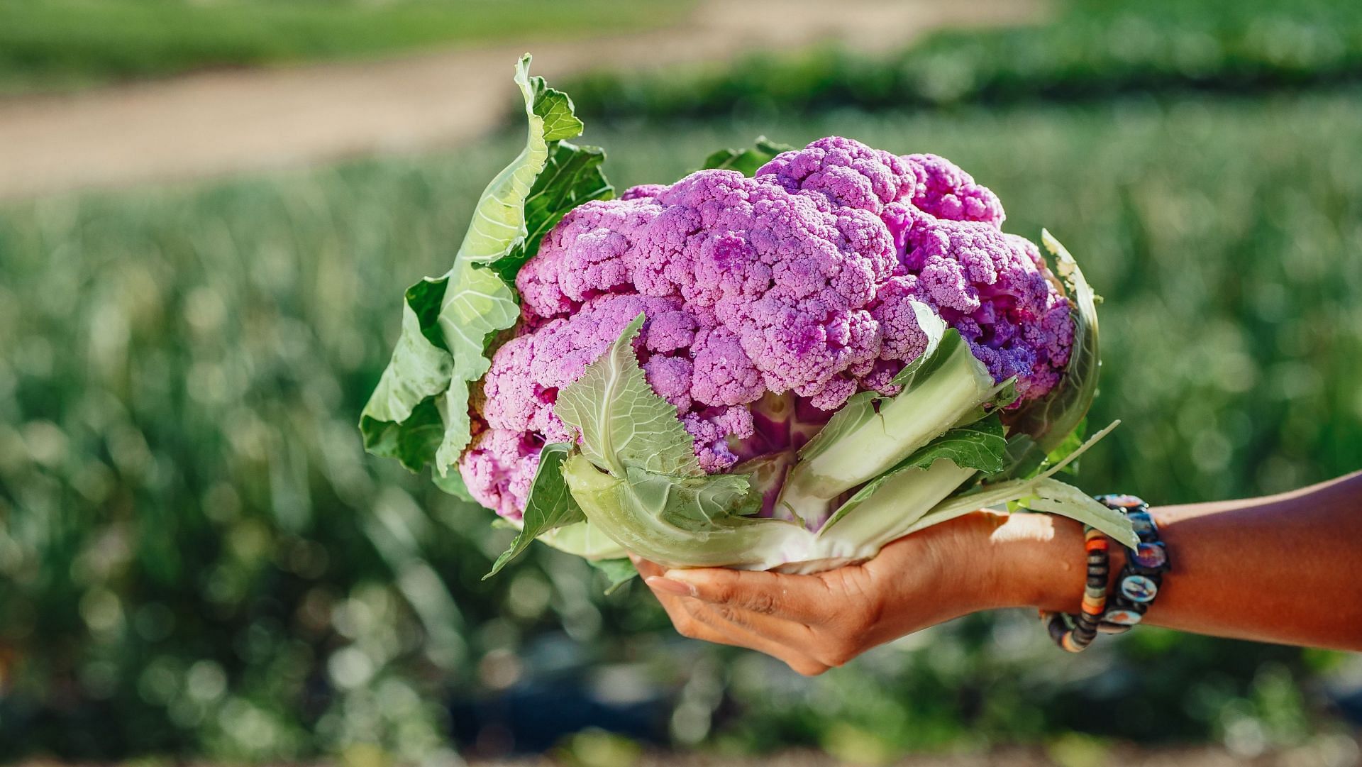 Health benefits of purple foods: (Image via pexels / kindel media)