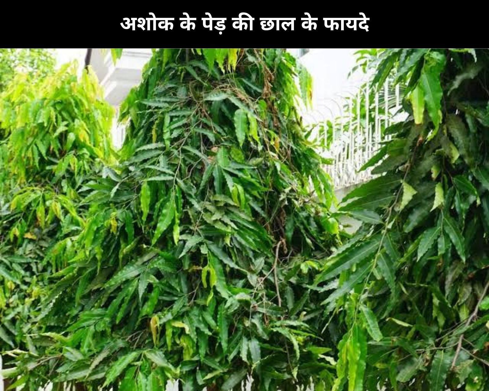 अशोक के पेड़ की छाल के फायदे (sportskeeda Hindi) 
