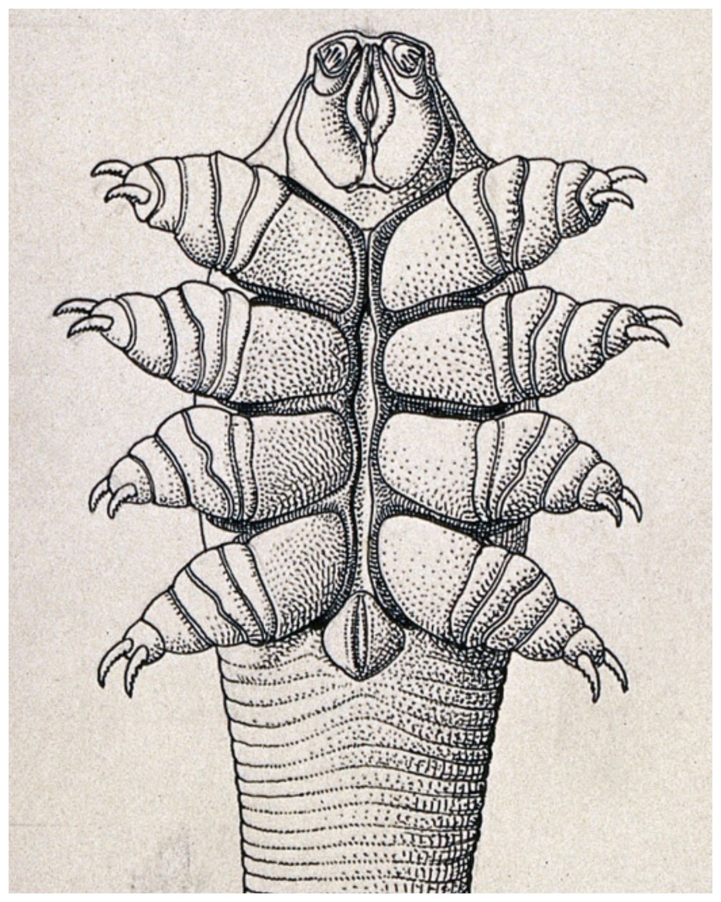 life cycle (Image via IG @ wellcomecollection)