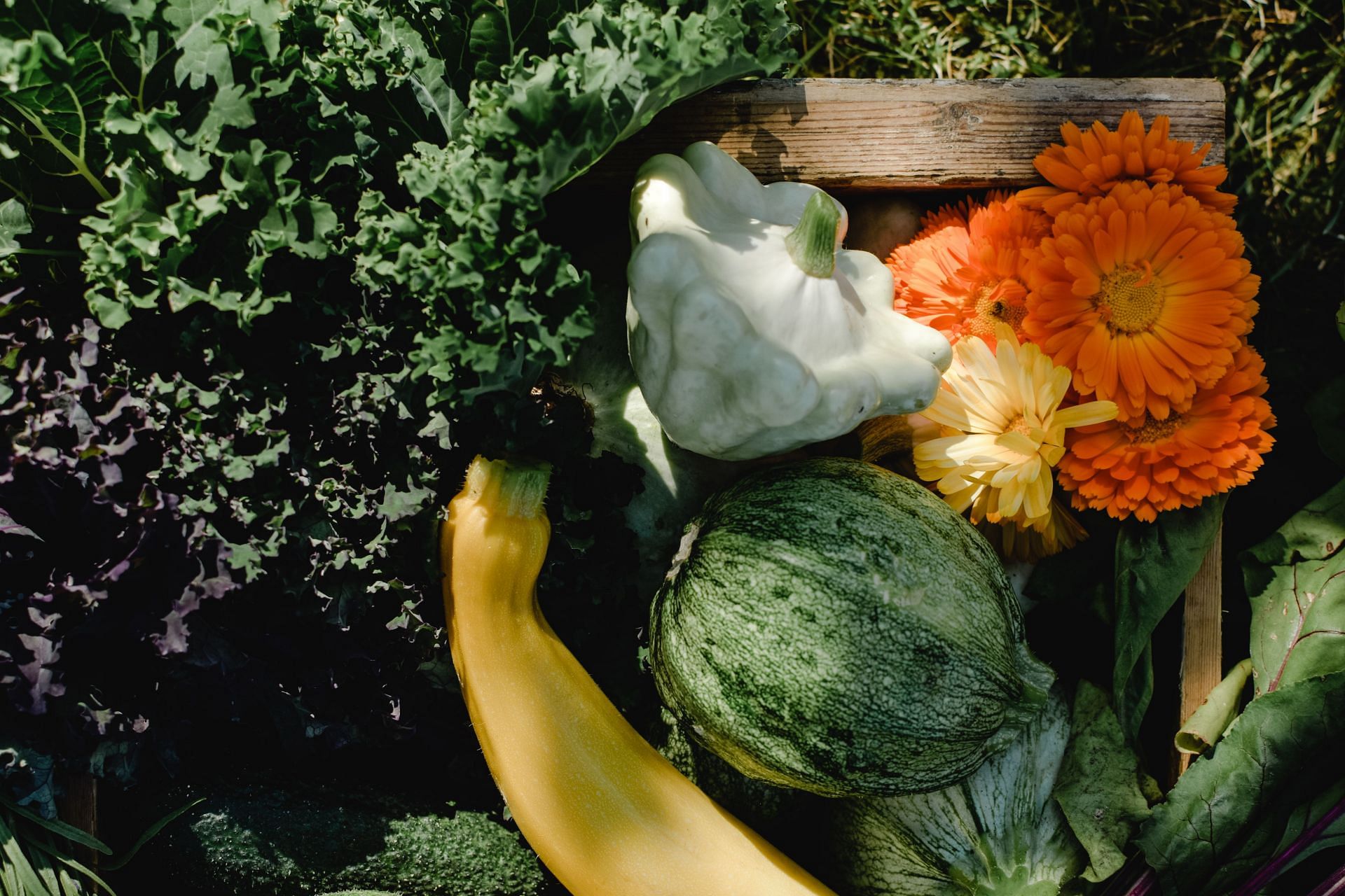 Health benefits of kale (Image via Pexels)