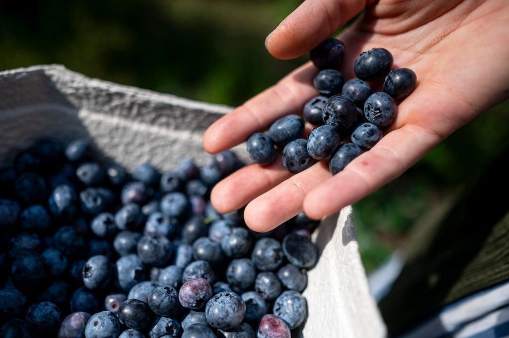 A woman places her picked blueberries in a bowl(Image via Getty Images)