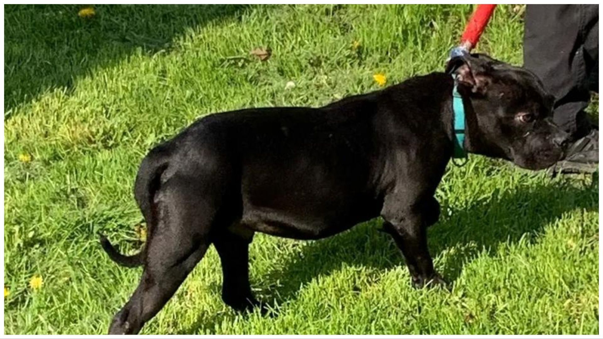 One of the many dogs that cops rescued from the yard, ((Image via Genesee County Sheriff&#039;s Department)