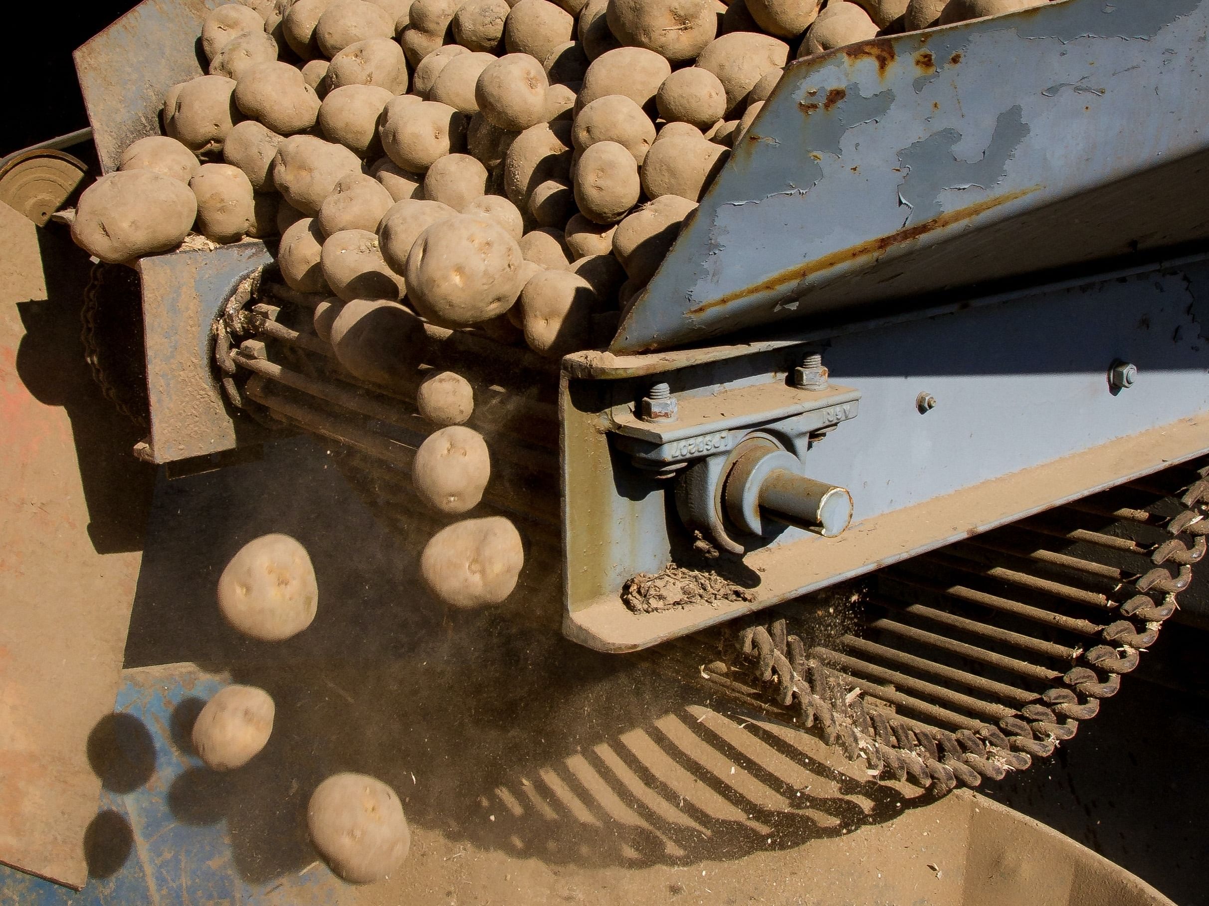 Potatoes: The Journey of Potatoes (Image via Pexels)