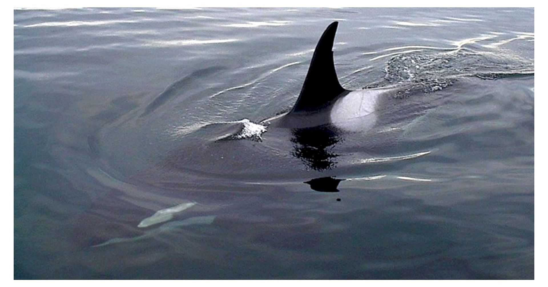 Why are Orcas called killer whales? Details explored (Image via Getty Images)