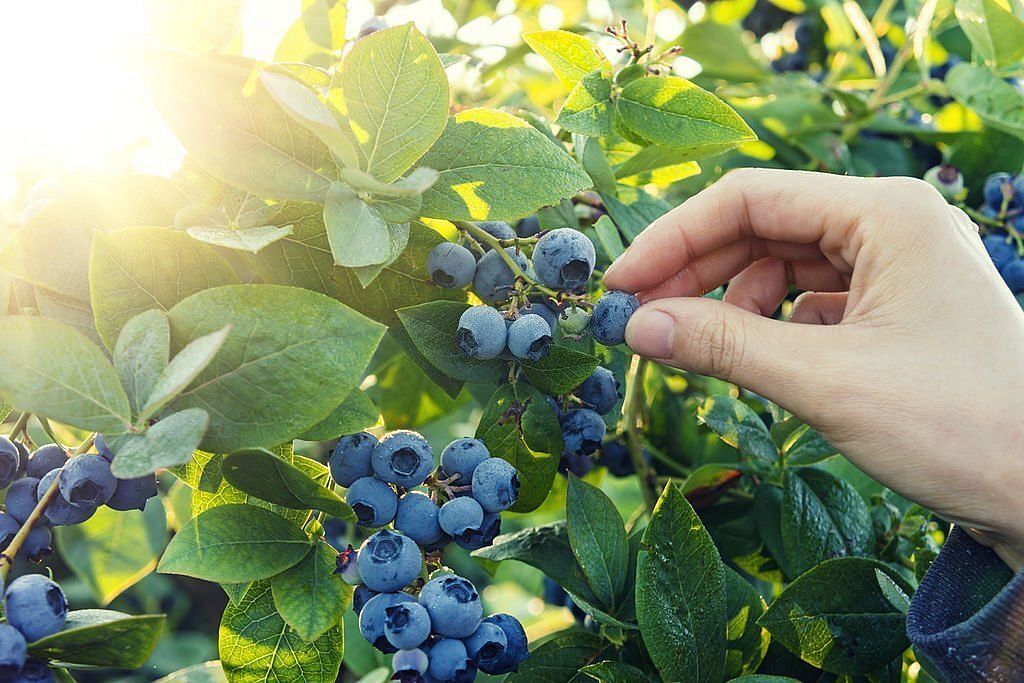 Blueberry picking in early morning(Image via Getty Images)