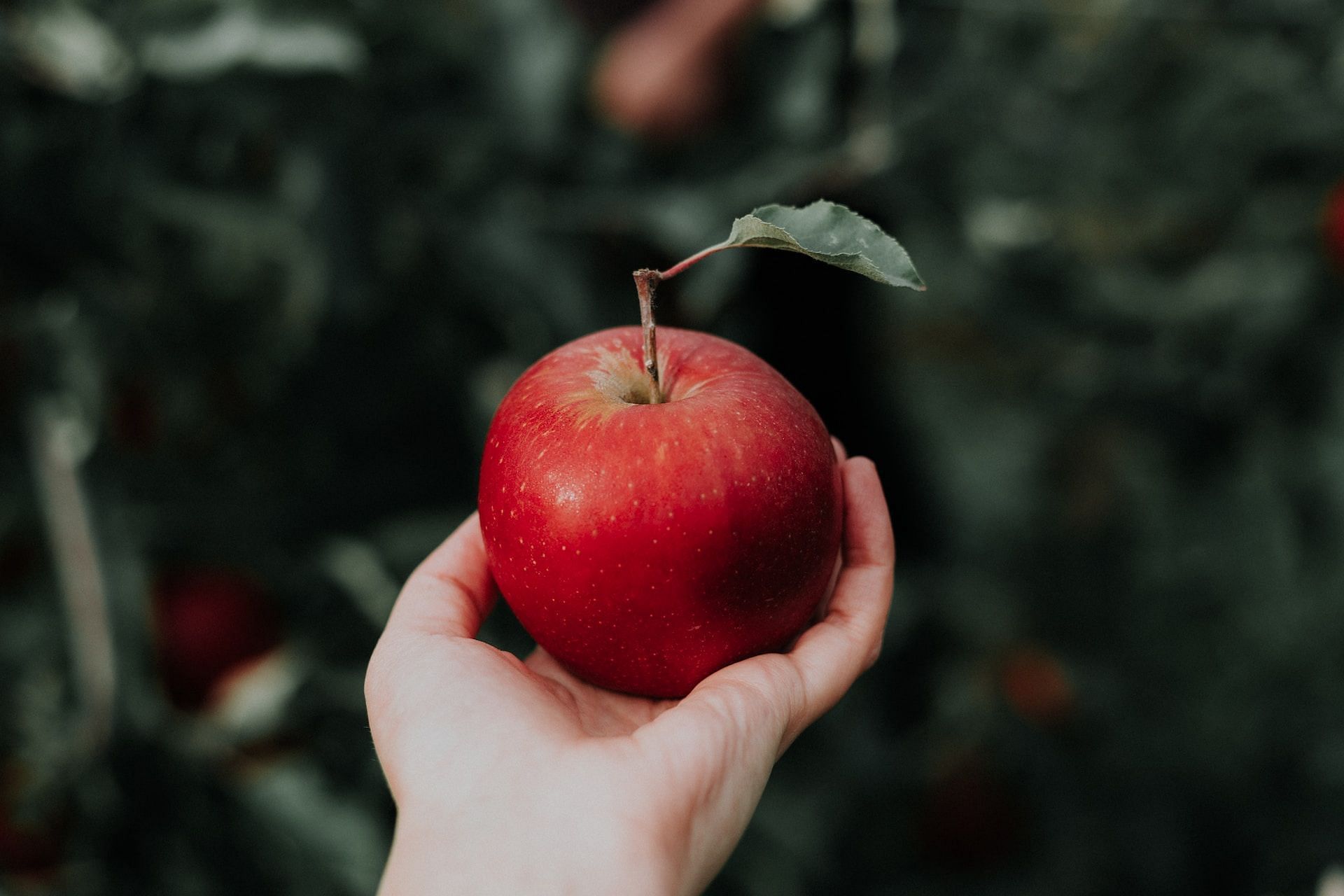 Apples (Photo by Priscilla Du Preez on Unsplash)