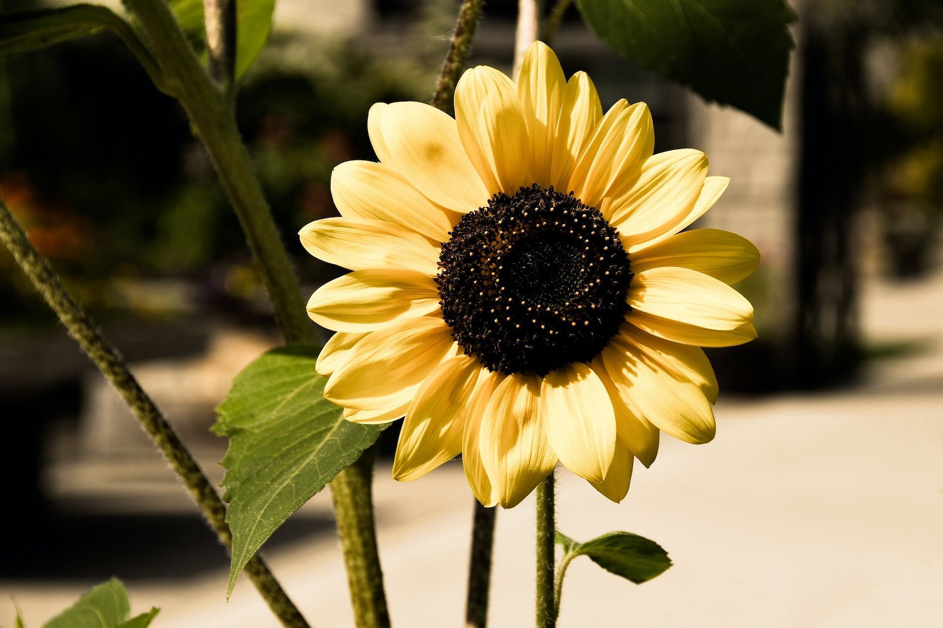 Sunflower oil (Photo by Donna G on Unsplash)
