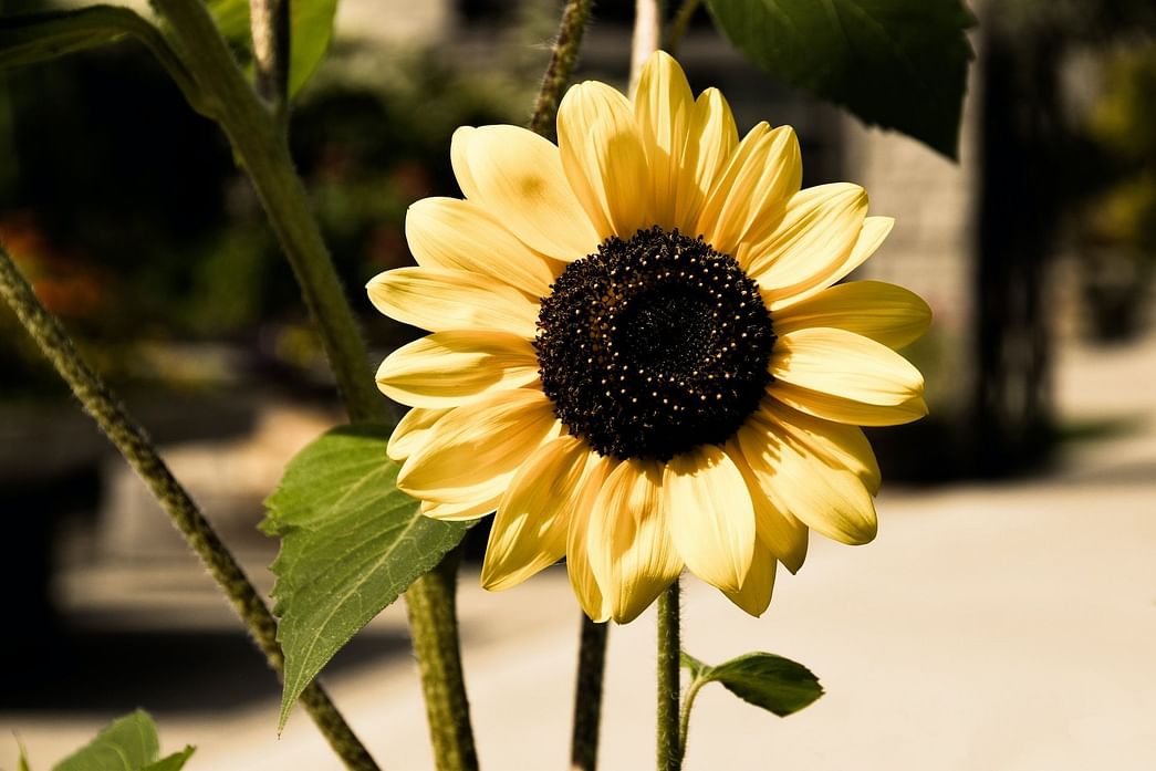 is-sunflower-oil-bad-for-you-here-s-what-you-must-know