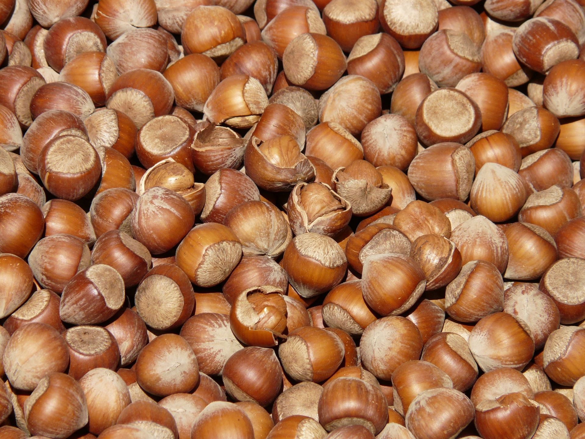 Benefits of hazelnuts (Image source/ Pexels)