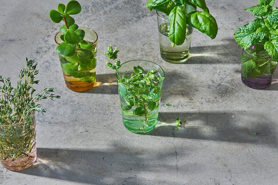 There are countless benefits of drinking mint water. (Leah Rolandoo/ Pexels)