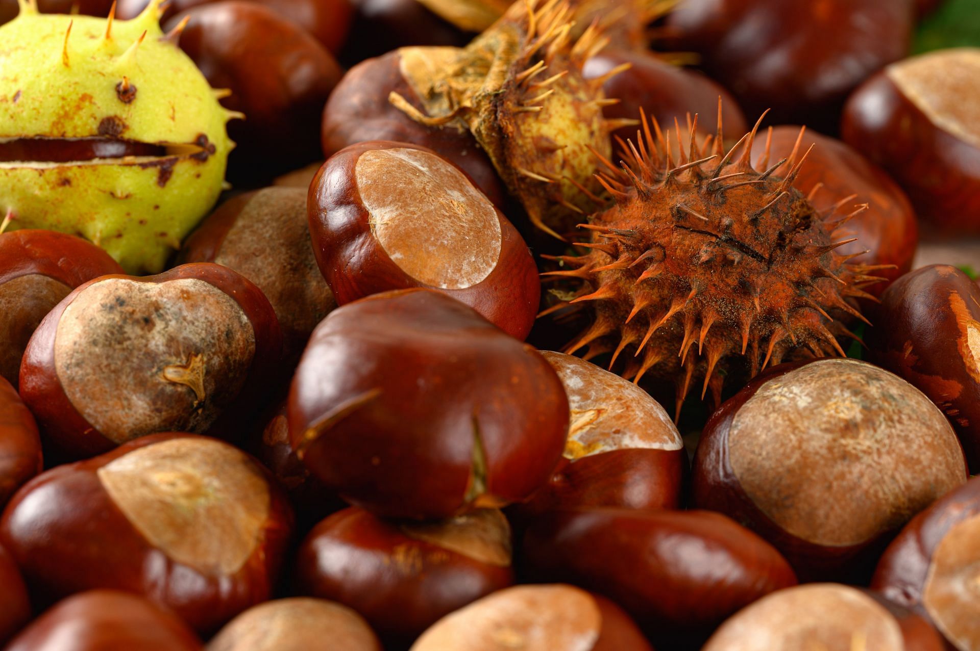 Benefits of Chestnuts (Image source/ Pexels)