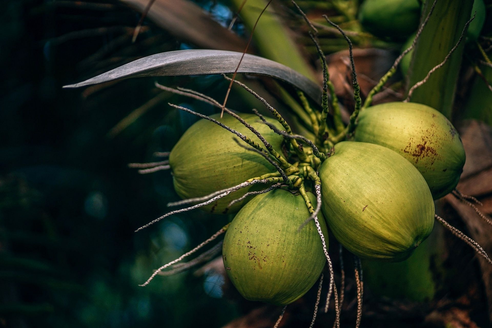 Coconut (Photo via Datingscout/Unsplash)