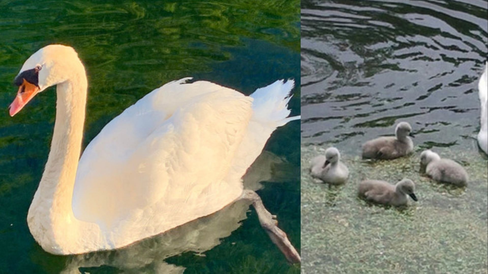 Three people have been charged for killing and eating a mother swan from Manlius Swan Pond. (Image via Katya Waters, Amanda Kirby)