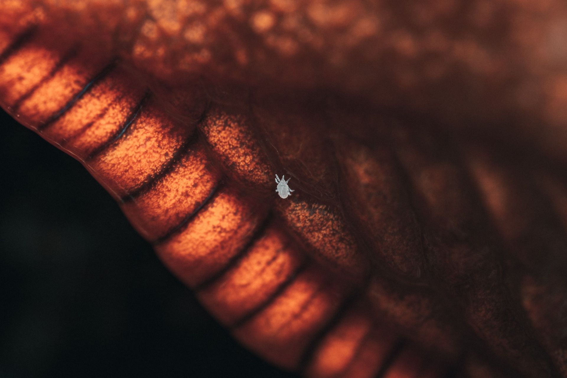 Demodex Mites: Bugs that live on your face  (image via pexels / matt a )