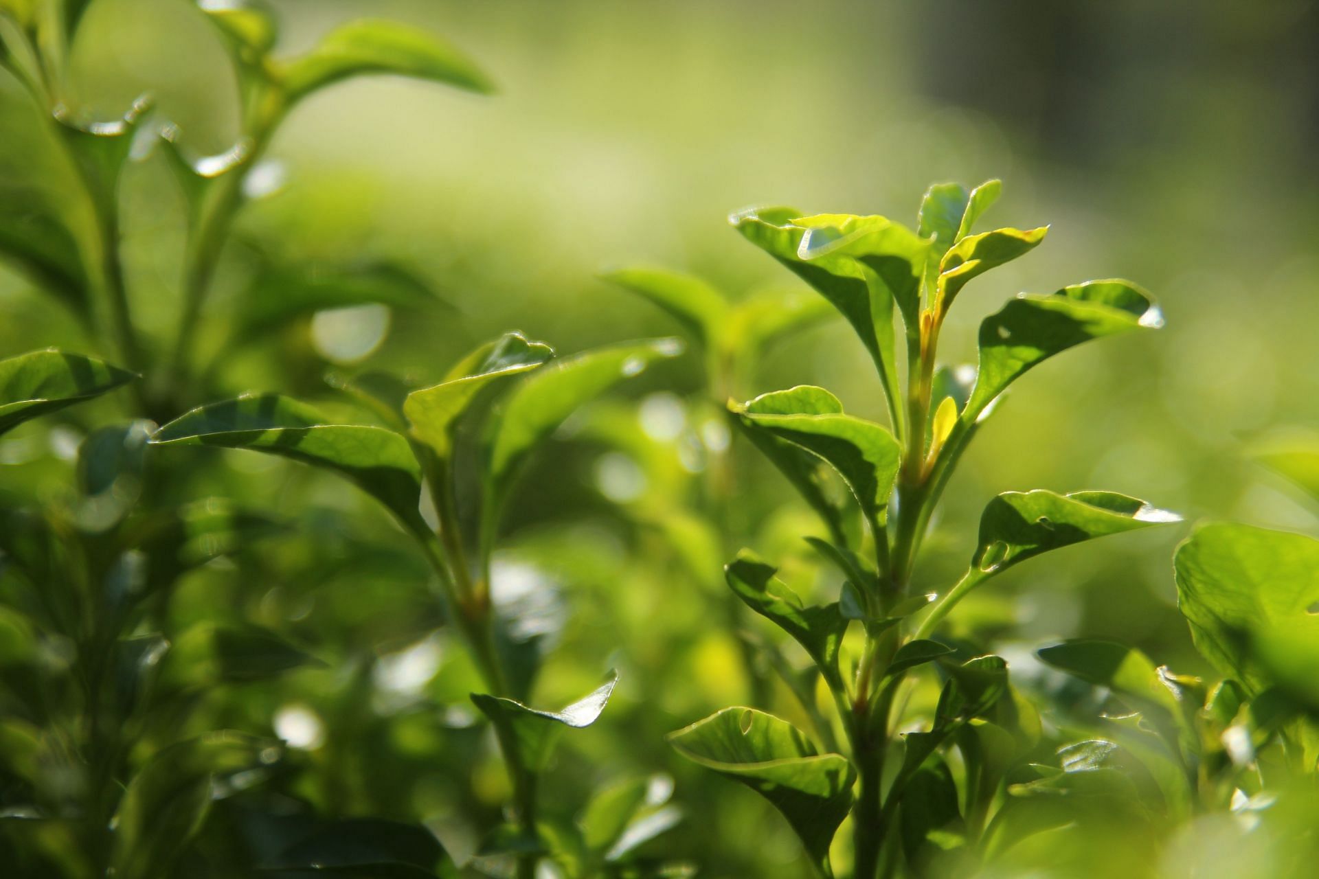 ceremonial matcha grade is made from the youngest leaves of the tea plant (image via unsplash / timothy)