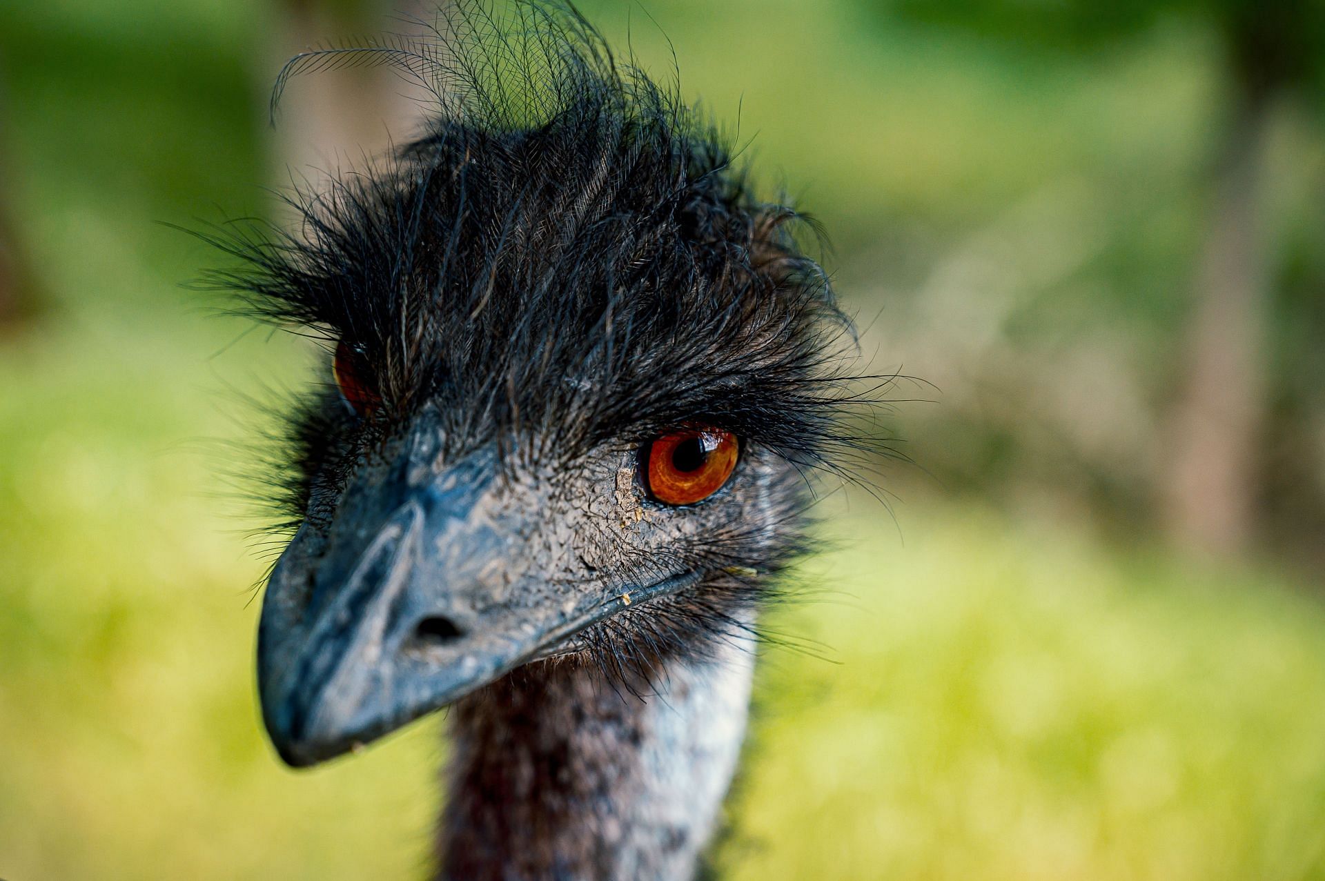 Emu oil is obtained from the fat of emu birds. (Image via Pexels/ Brett Sayles)