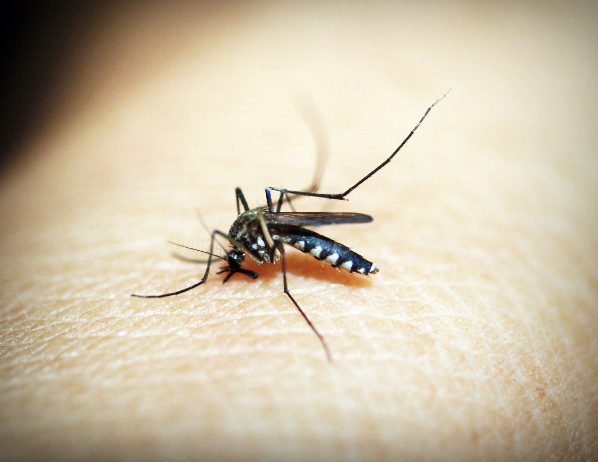 A mosquito bite may last for few days. (Image via Pexels/Iconcom)
