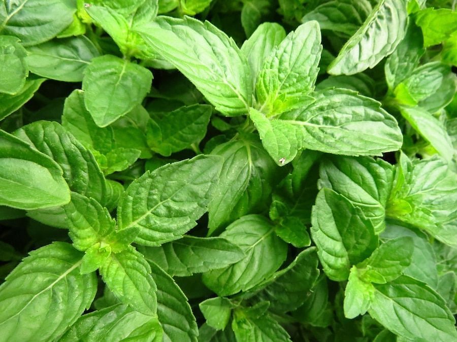 Health benefits of Basil (Image via freepik/arthurhidden)