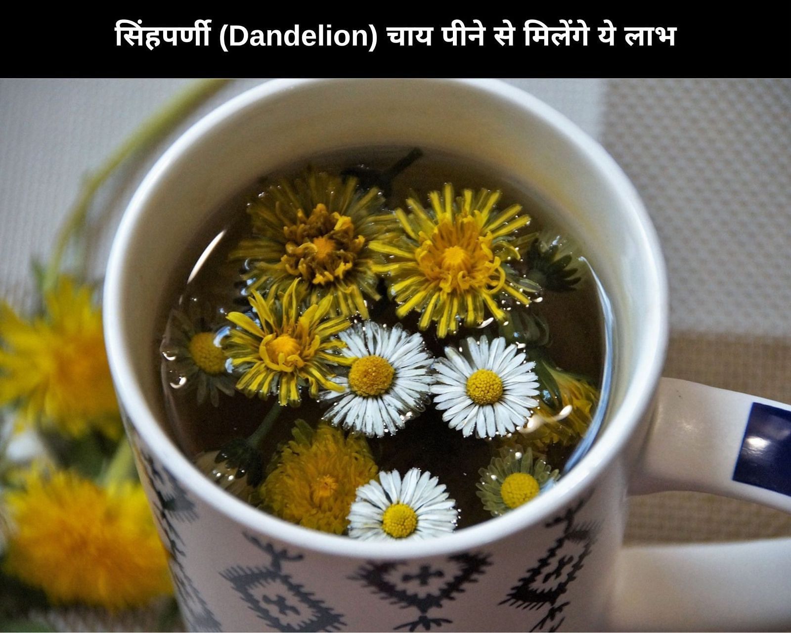 10 Benefits Of Drinking Dandelion Tea In Hindi: सिंहपर्णी (Dandelion) चाय  पीने से मिलेंगे ये 10 लाभ