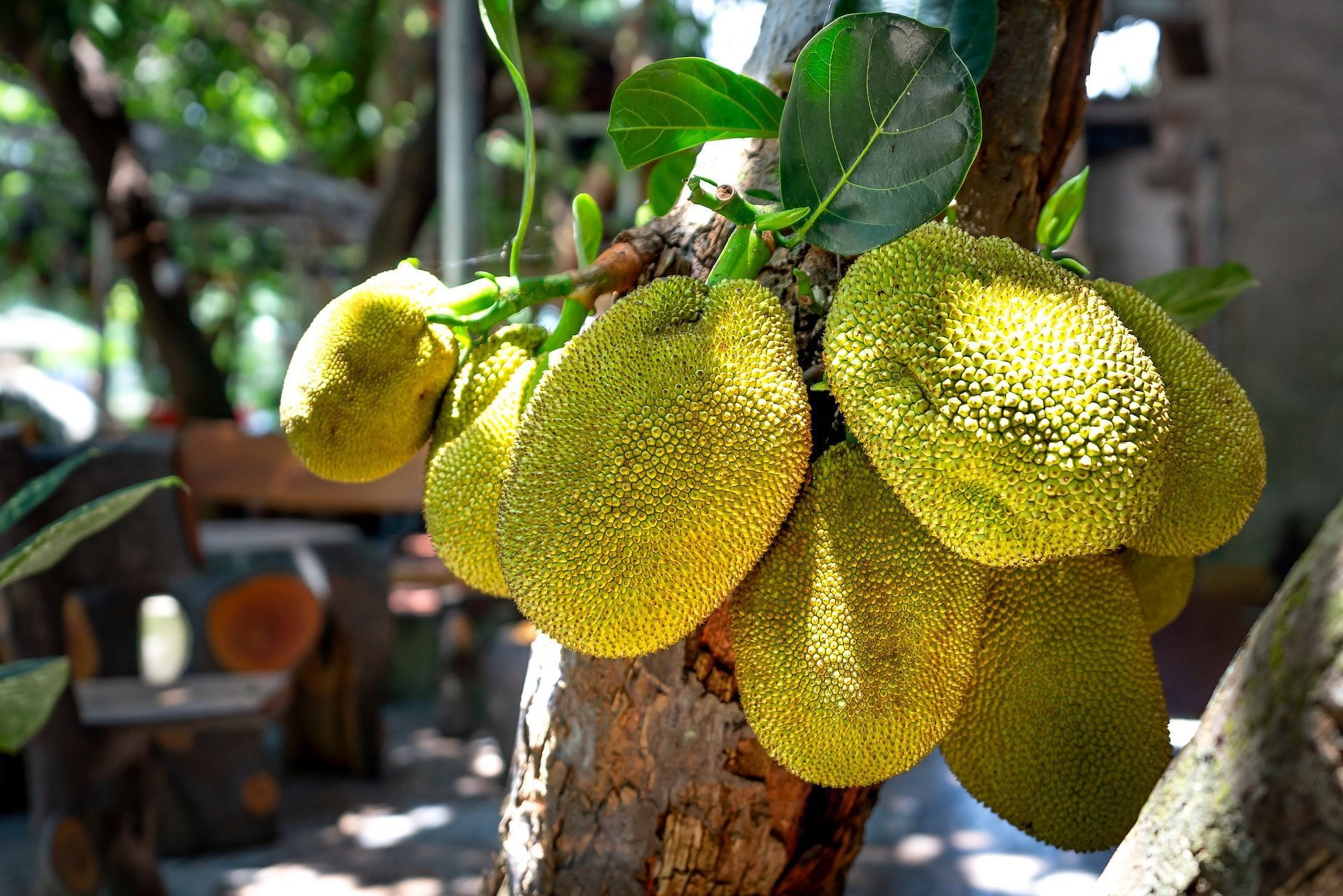 The benefits of jackfruit makes it an amazing addition to diet. (Image via Pexels/Quang Nguyen Vinh)