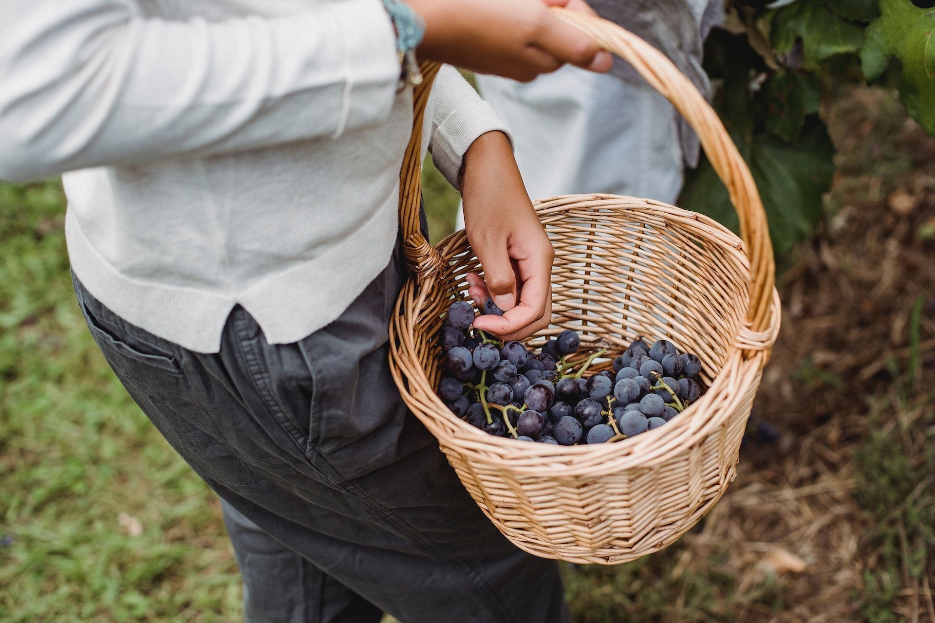Black grapes are full of powerful antioxidants. (Image via Pexels/Zen Chung)