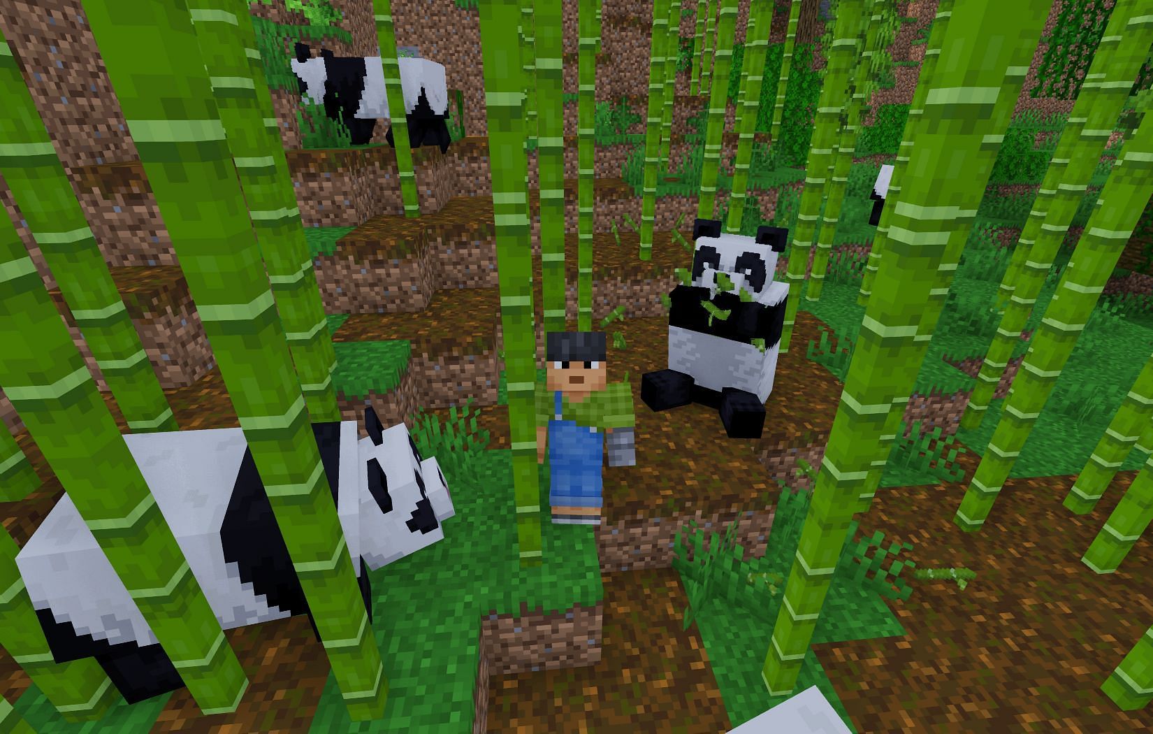 Pandas in jungle biome (Image via Mojang)
