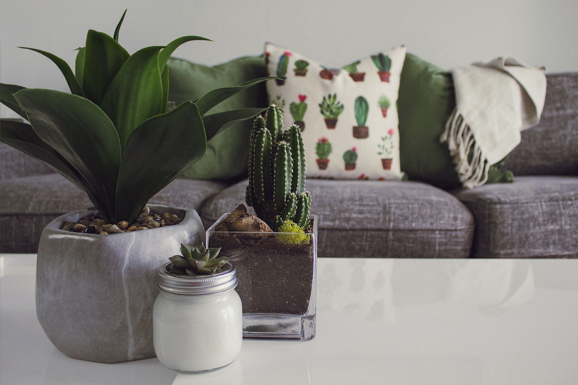 Indoor plants help purify the air. (Photo via Pexels/Designecologist)