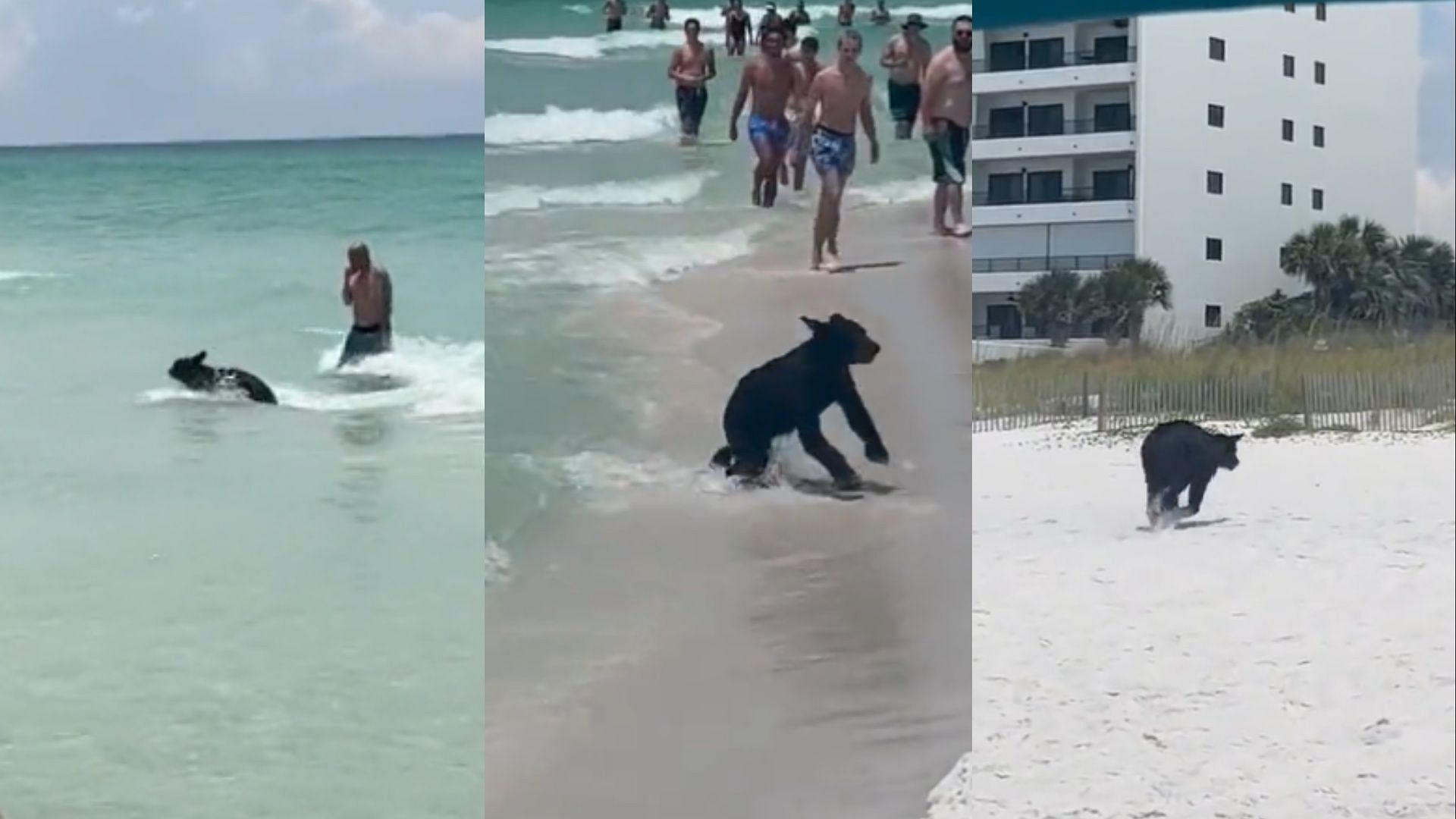 Black bear in Florida