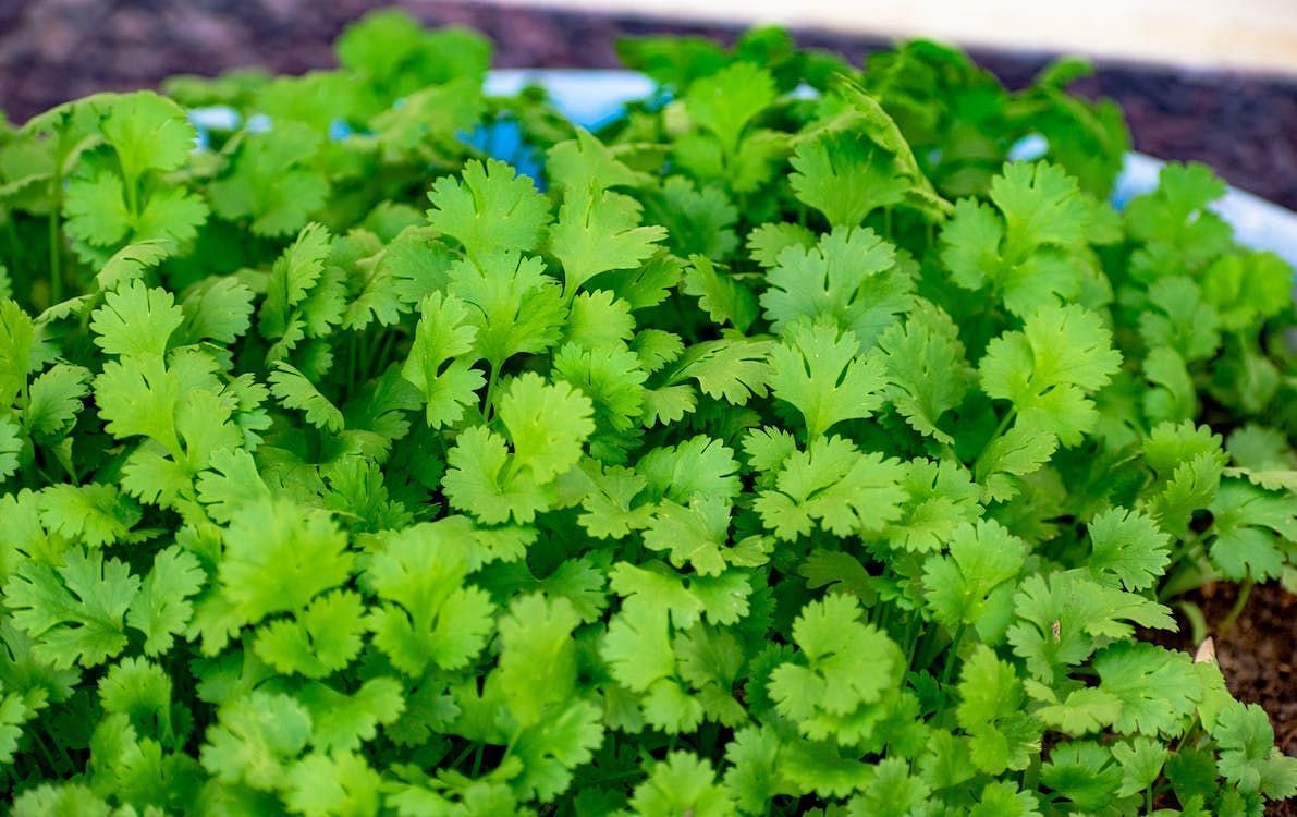 Coriander seeds, obtained from the coriander plant (Coriandrum sativum), are widely used in various global culinary traditions. (Rajesh S Balouria/ Pexels)
