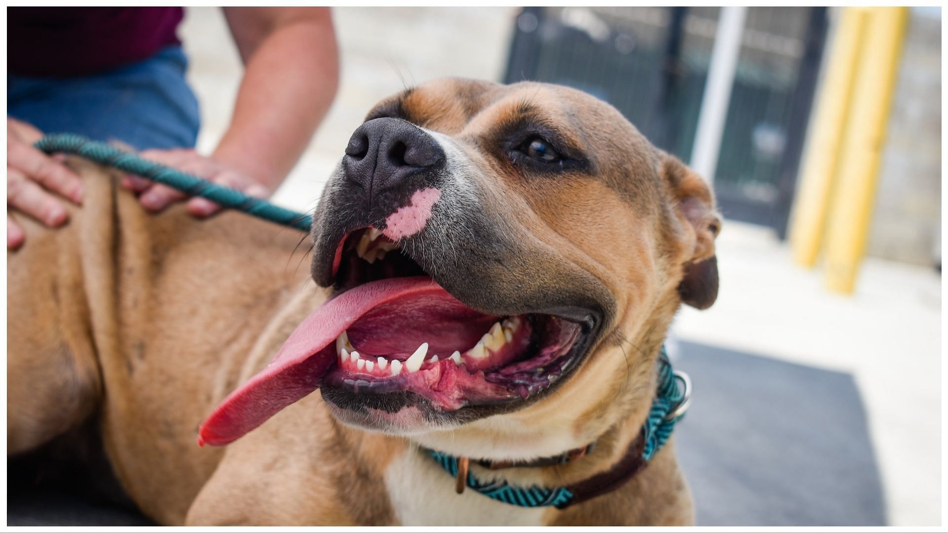 A 14-year-old Pit Bull, Eli, was brutally stabbed by a Central park dog walker(Photo by Cierra Voelkl on Unsplash)