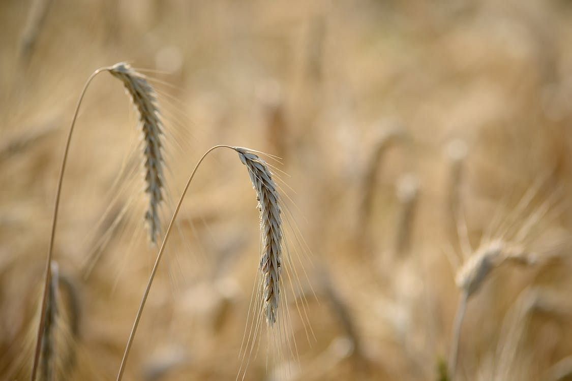 This flour is obtained by grinding the whole wheat grain, encompassing the bran, germ, and endosperm in its entirety. (Maria Pop/ Pexels)