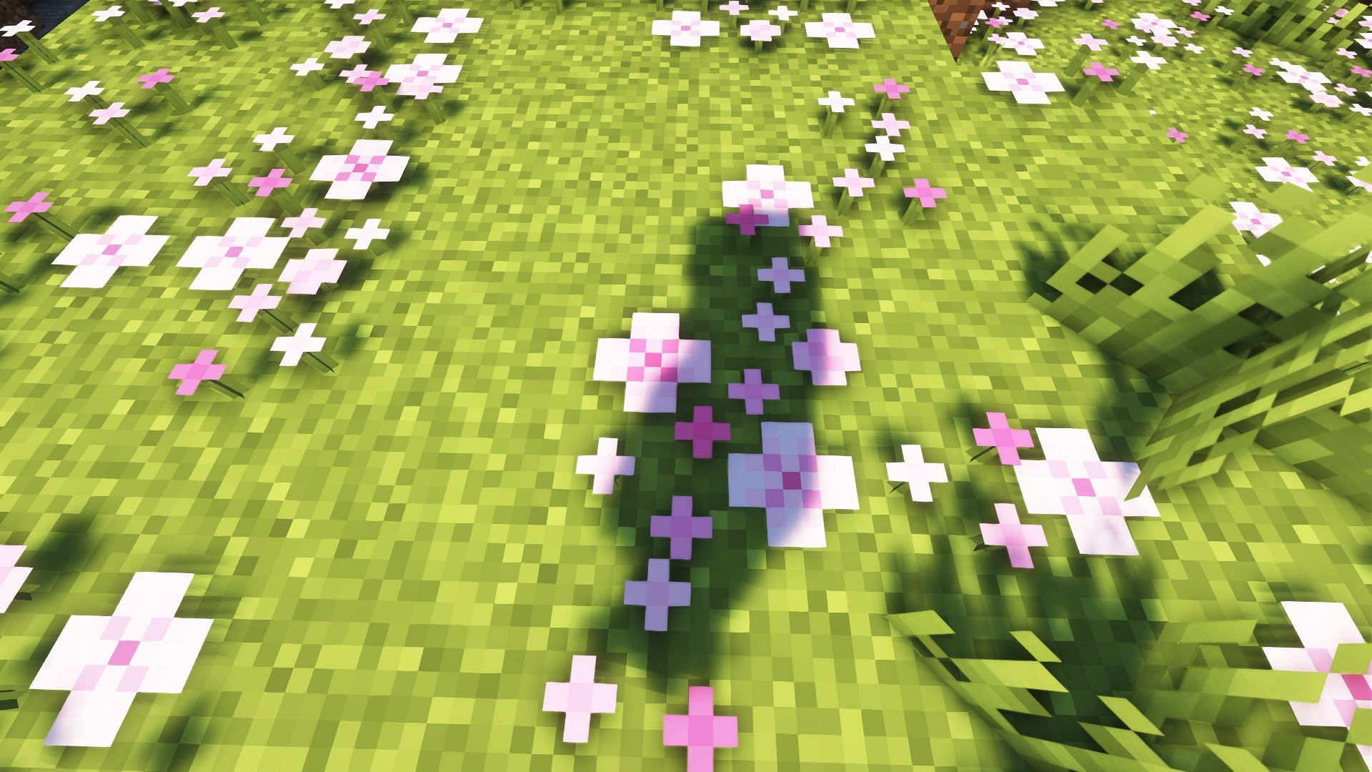 Pink petals will grow on top of grass blocks (Image via Mojang)