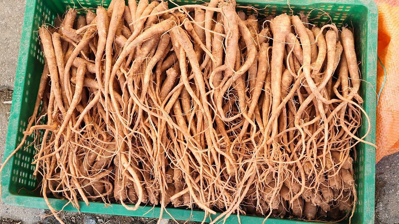 Health Benefits of Bellflower Roots. (Image via Pexels)