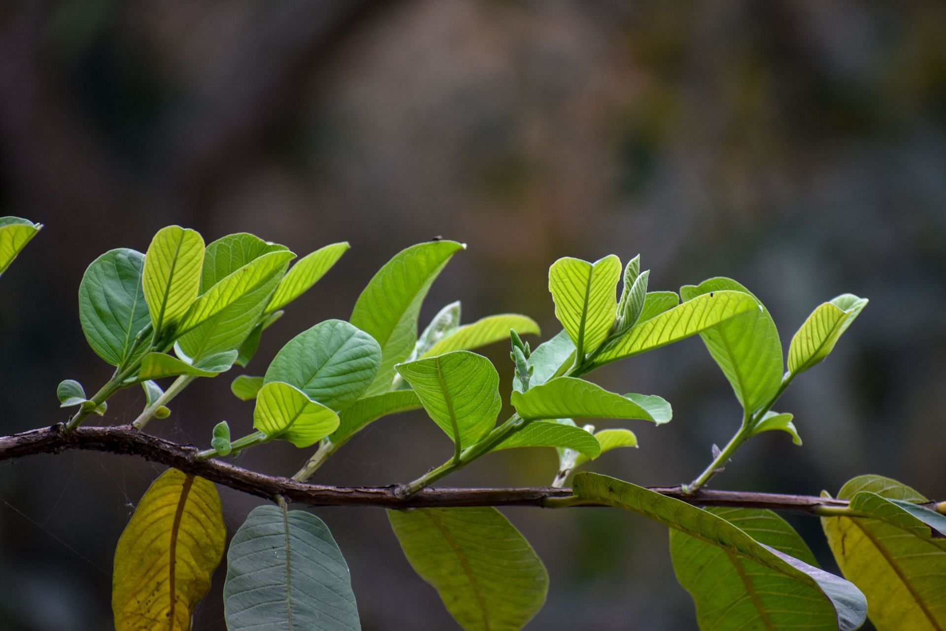 To get the benefits of guava leaves, you can chew these. (Image via Unsplash/ Parvej Alam)