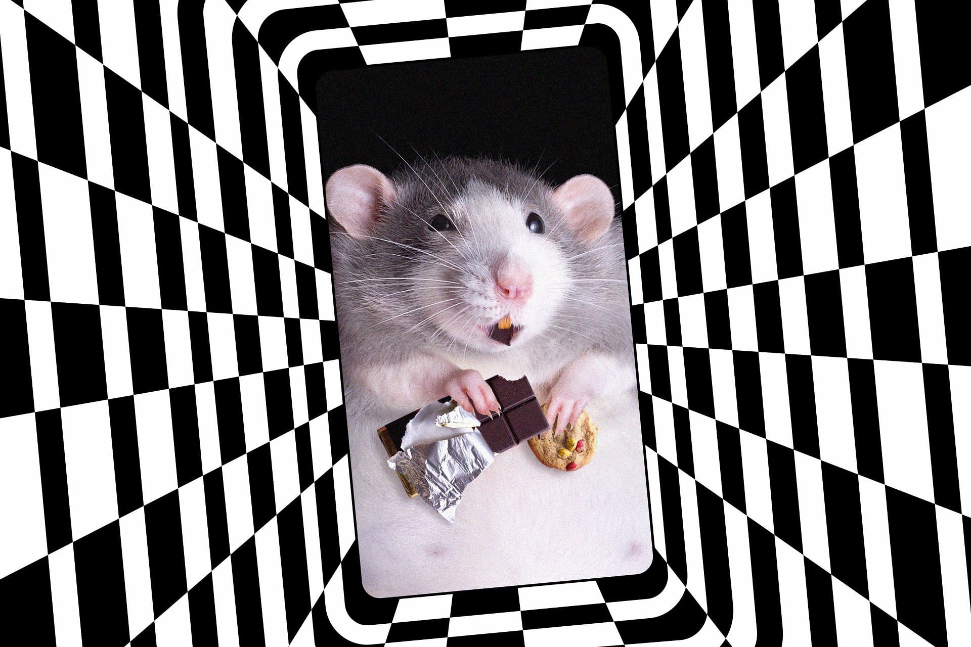 Captivating the attention of TikTok users, rat snacks have become a social media sensation, despite their unconventional name. (Image via getty)