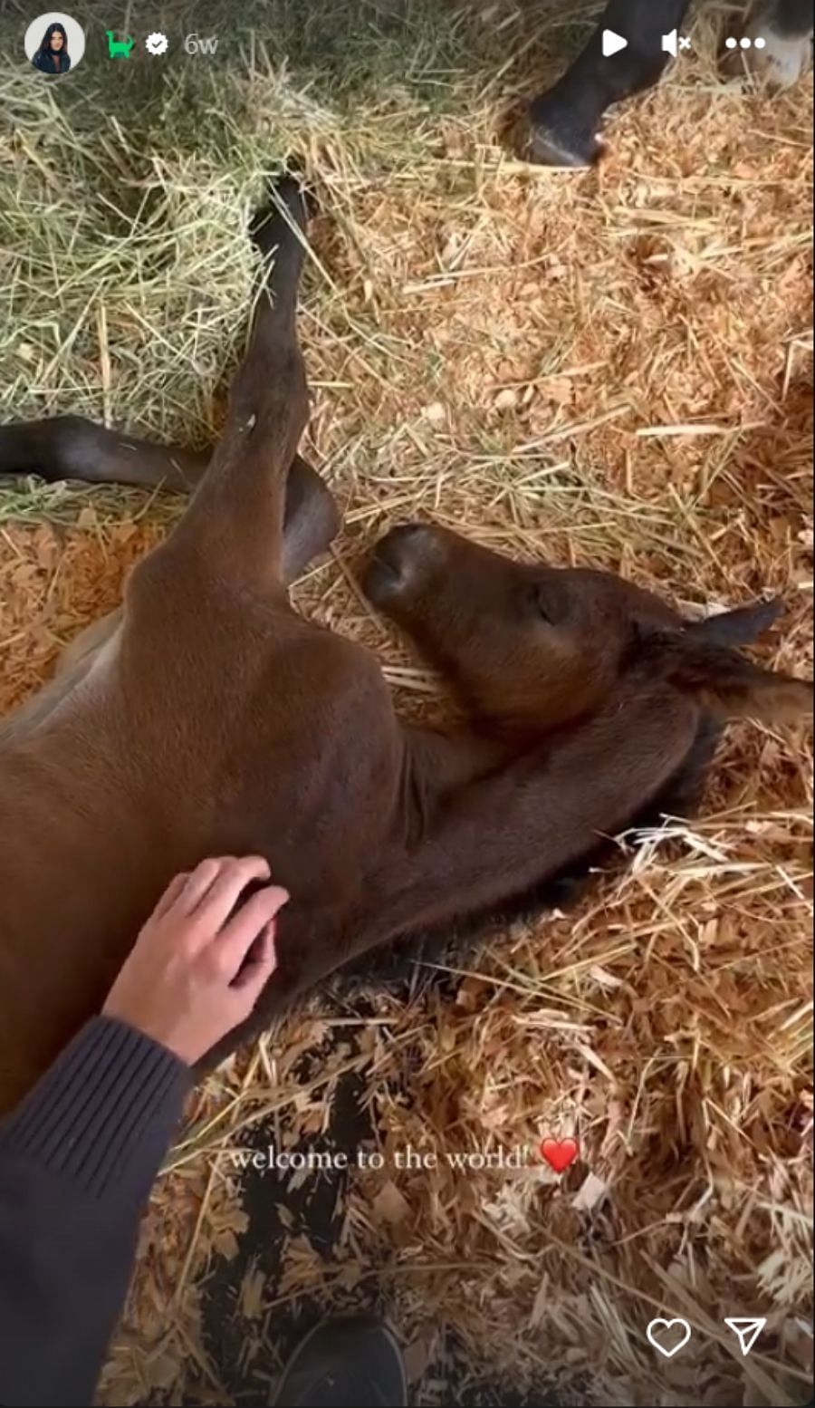 Kendall Jenner&#039;s baby foal (Image via Instagram/@kendalljenner)