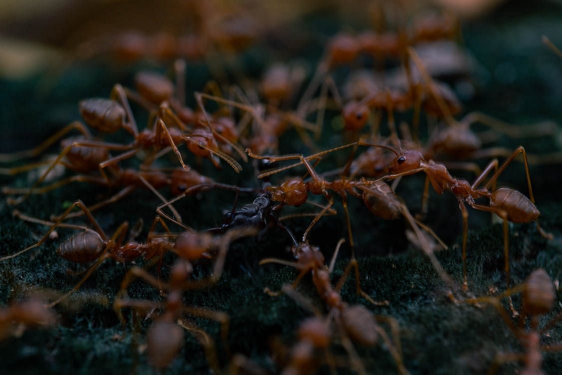 Fire ant bites can be alleviated by utilizing over-the-counter antihistamine creams or ointments, which effectively relieve itching and diminish swelling. (Oktavianus Mulyadi/ Pexels)