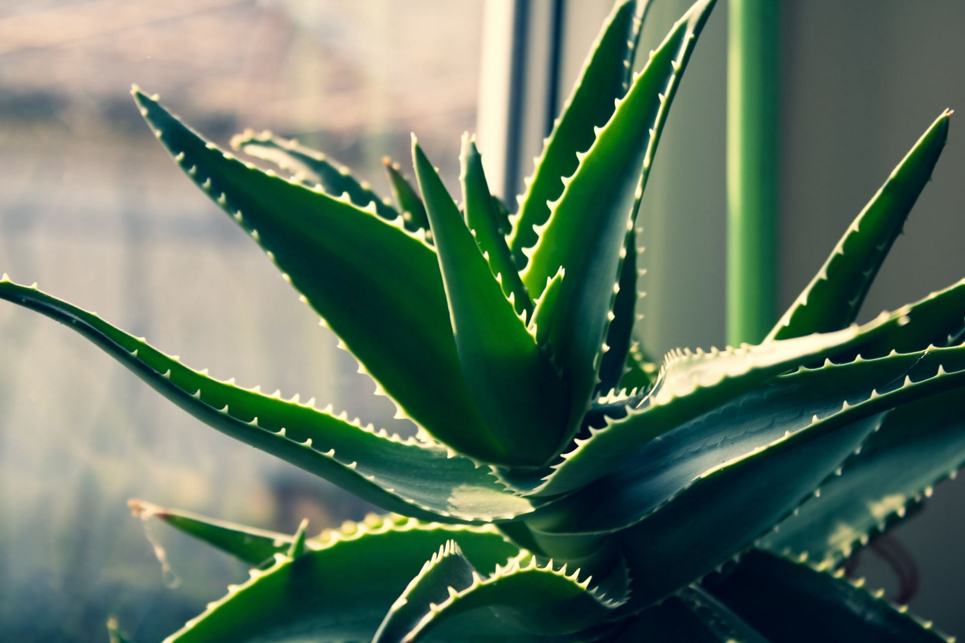 Aloe Vera (Image source/ Pexels)