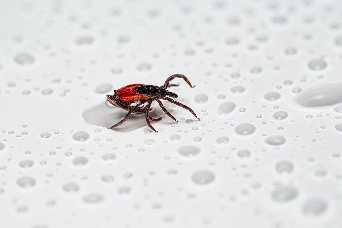 If Lyme disease is not treated in the late-disseminated stage, it may result in chronic symptoms. (Erik Karits/ Pexels)