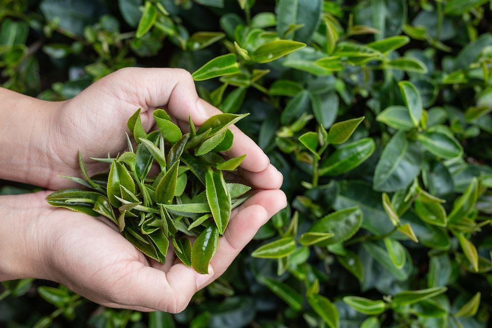 Chai tea leaves (Image via Freepik/Jcomp)