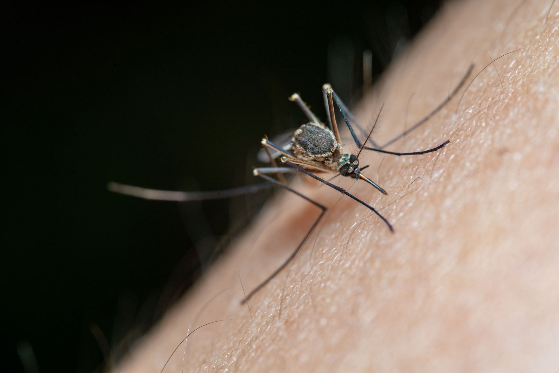 What causes a mosquito bite to itch? (Image via Pexels/Jimmy Chan)