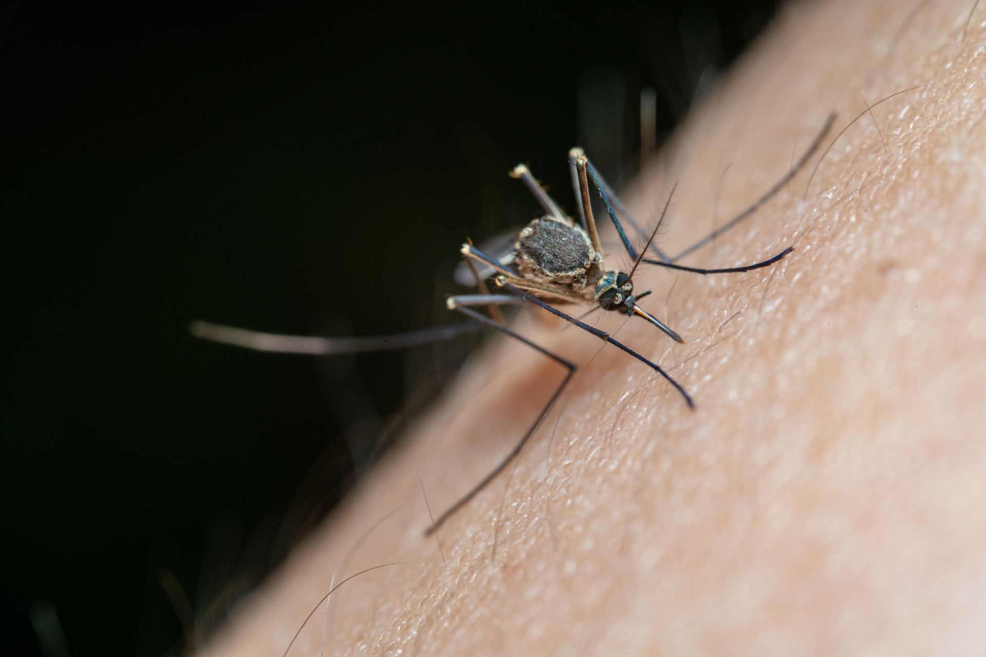 verzeichnis-ironie-ballon-how-to-treat-mosquito-bites-on-legs-aufrecht