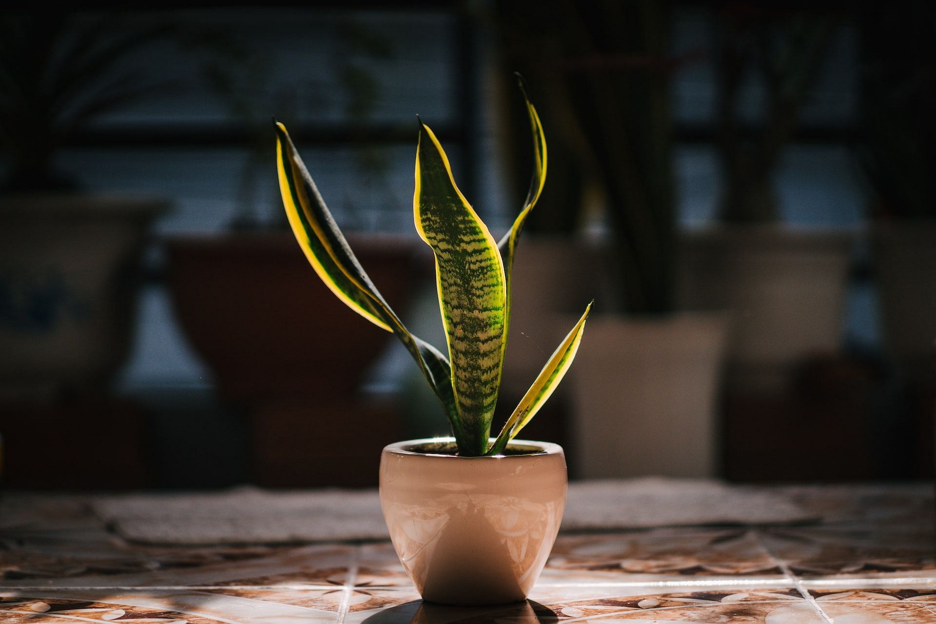 Snake plant is a great air-purifying plant. (Photo via Pexels/Dương Nh&acirc;n)