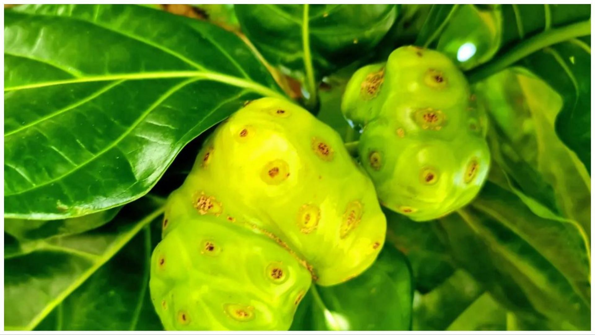 Benefits of noni juice - It improves immune power. (Image via Instagram)