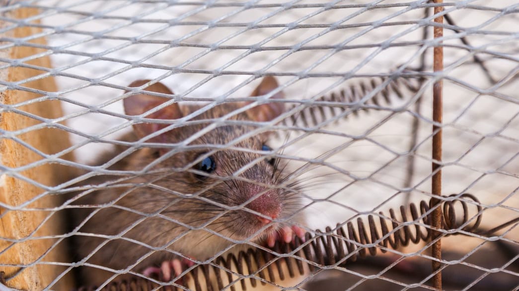 Understanding rat bites Symptoms and treatments to prevent infections