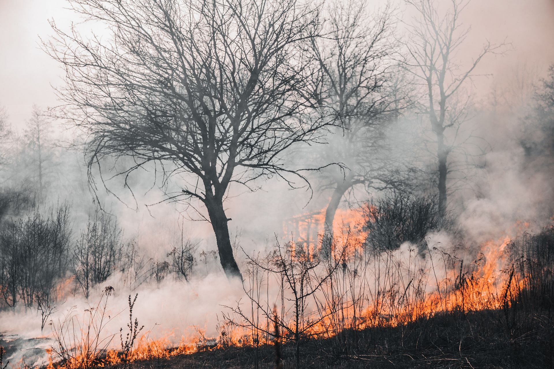 Wildfires may cause several respiratory problems as well as nausea. (Image via Pexels/ Vlasyslav Dukhin)